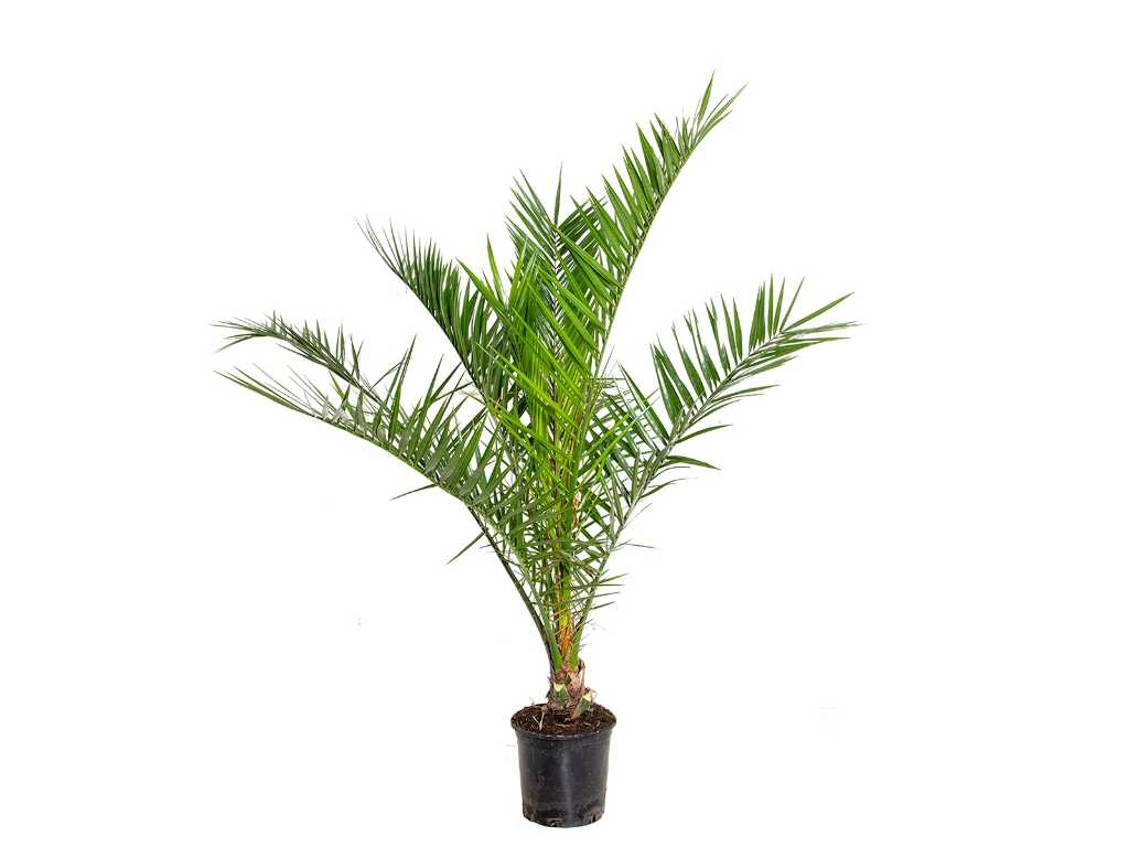 Canary Date palm - Mediterranean tree - Phoenix Canariensis - height approx. 90 cm