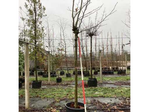 Platan – Drzewko ozdobne (2x)