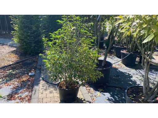 Prunus Pyramid Perennial
