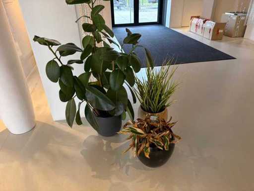 Zimmerpflanze (verschiedene) (3x)