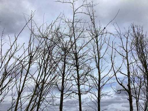 Swamp oak - Topiary tree