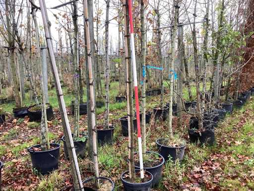 Cireș ornamental - Pomi fructiferi/pomi fructiferi (2x)