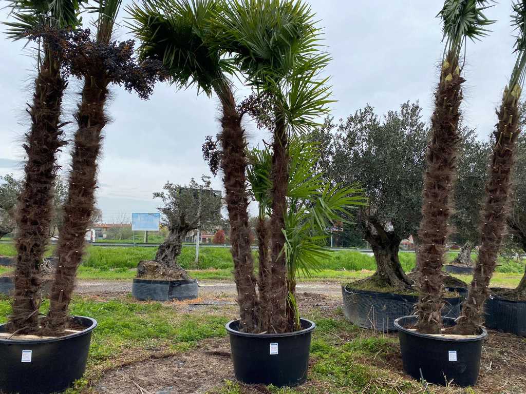 Specimen palm tree TRACHYCARPUS Triple in pot