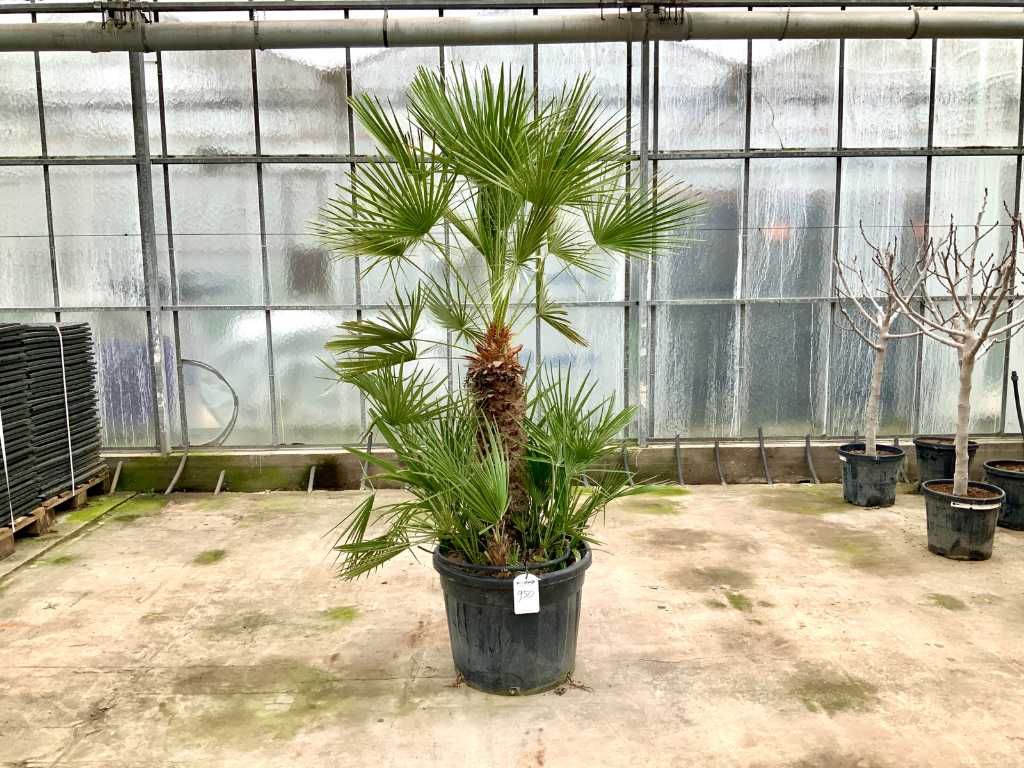 palma wielopniowa (Chamaerops humilis)