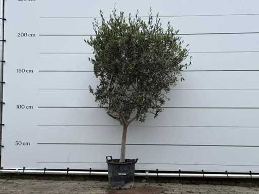 Olive tree Andalucia M - Olea Europaea - approx. 40 years old - height approx. 210 cm