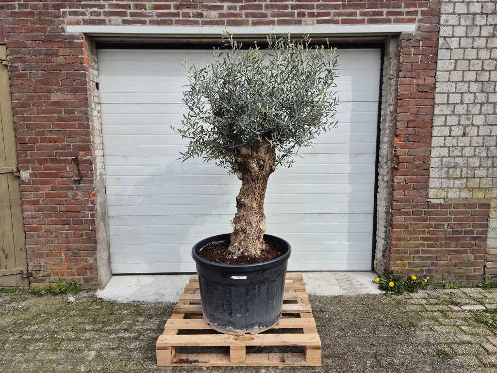 Olive tree Bonsai - Olea Europaea - height approx. 200 cm