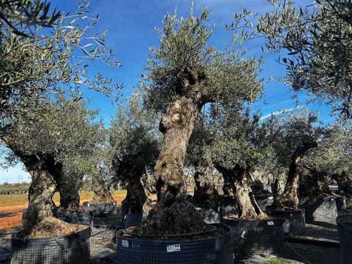 Centuries-old olive tree in basket