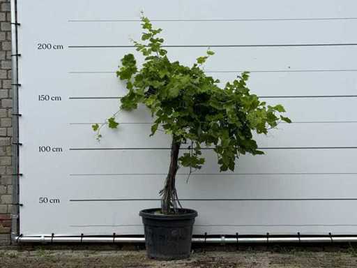 Tige basse du vigneron - Vitis vinifera - hauteur environ 180 cm
