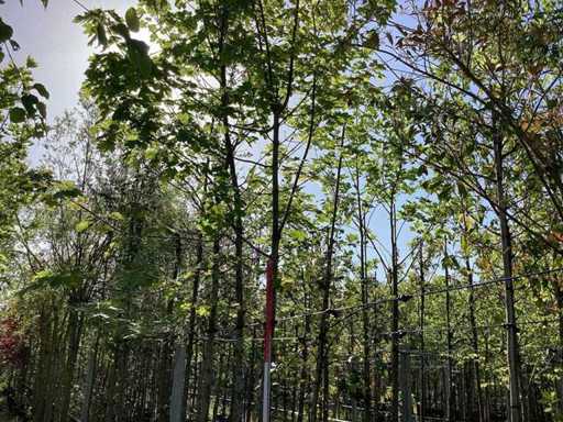 Red Maple - Avenue Tree