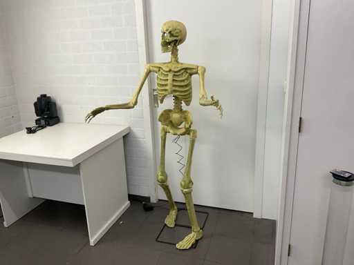 Squelette animatronique