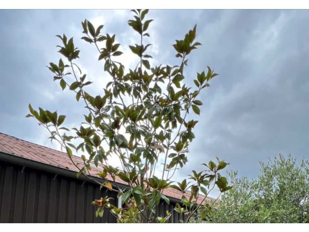Magnolia Grandiflora 420cm hoch