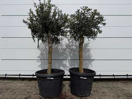 2x Olivenbaum Florida – Olea Europaea – Höhe ca. 170 cm