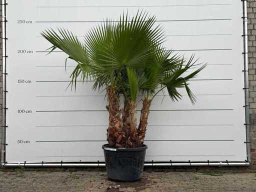 Palmier éventail mexicain XL à tiges multiples - Washingtonia Robusta - hauteur environ 240 cm