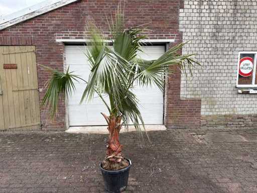 Palmierul evantai mexican - Washingtonia Robusta - Înălțime aprox. 200 cm
