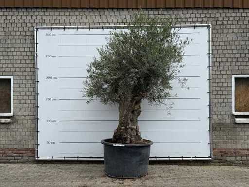 Olijfboom Bonsai - Olea Europaea - ca. 80 jaar oud - hoogte ca. 280 cm