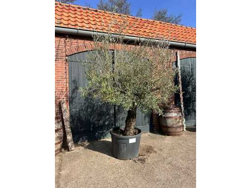 Olive tree (Olea Europea)