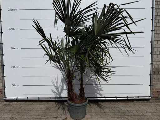 Chinesischer Fächerpalmen-Doppelstängel – Trachycarpus Fortunei – Höhe ca. 220 cm