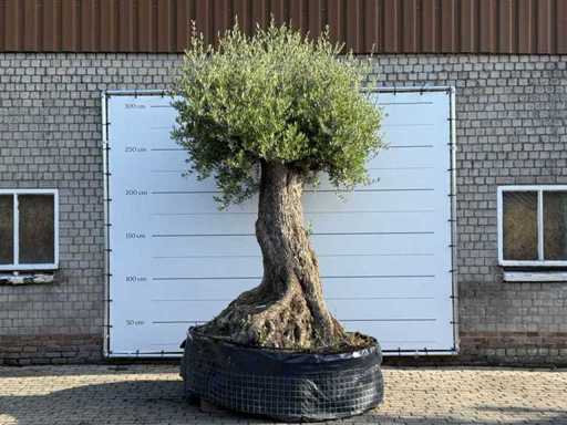 Olive tree Bonsai XXL - Olea Europaea - approx. 250 years old - height approx. 280 cm