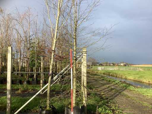 Buk orientalny - Parkboom