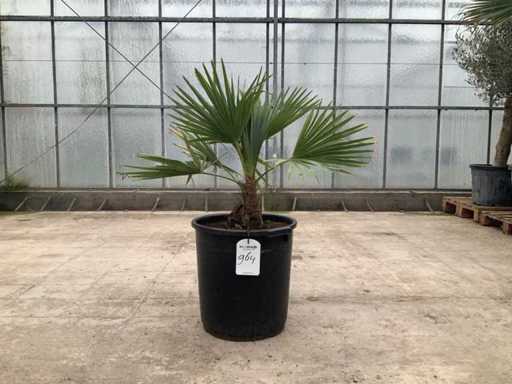 Palma (Trachycarpus fortunei)