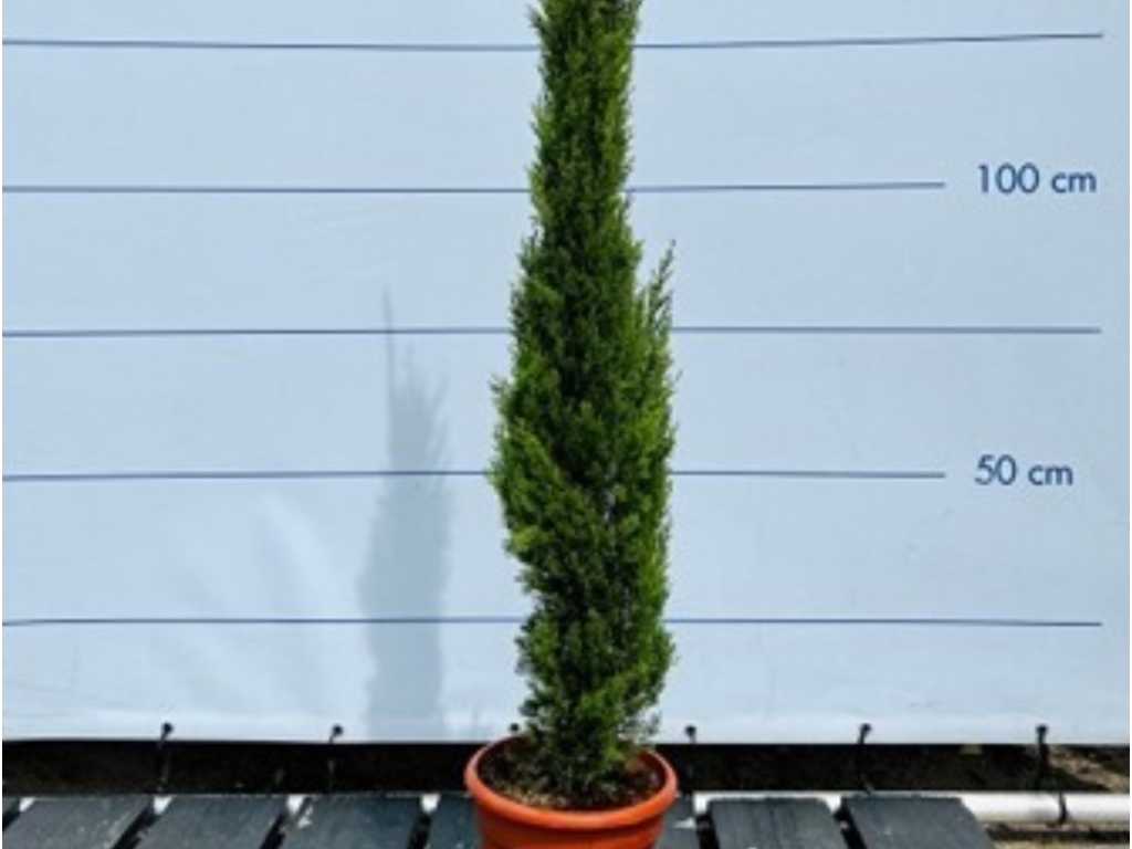 Italienisches Zypressen-Totem 160cm