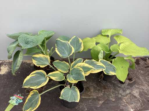 Vaste planten - Hosta (x40))