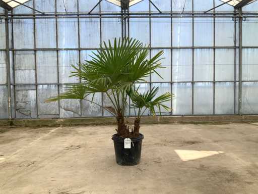 Palm tree multi-stemmed (Trachycarpus Fortunei)