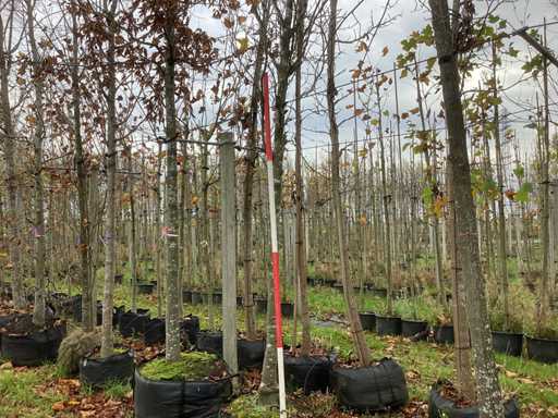 Zielony buk kolumnowy – drzewo ozdobne