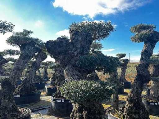 Olijfboom - Olea Europea Pom Pom Secolare 