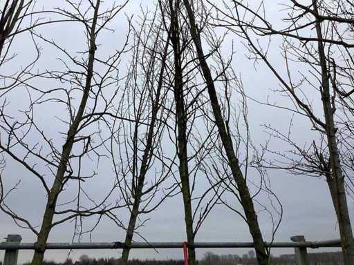 Amberboom - Vormboom