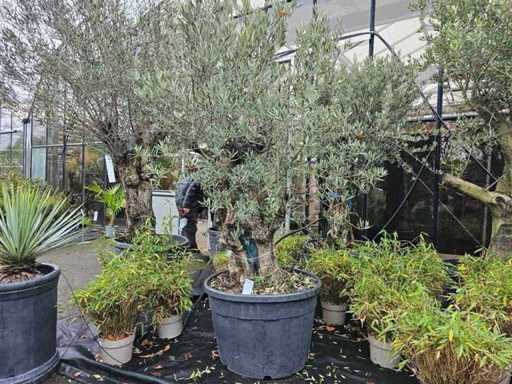 Uralter Olivenbaum (100-120 Jahre) - Charakterstarker Solitär