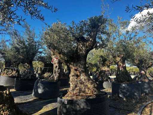 Jahrhundertealter Olivenbaum im Korb