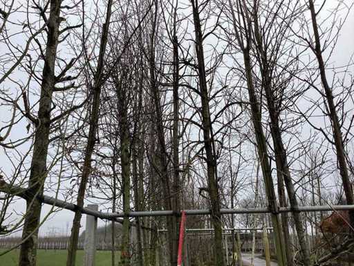 Amberboom - Vormboom