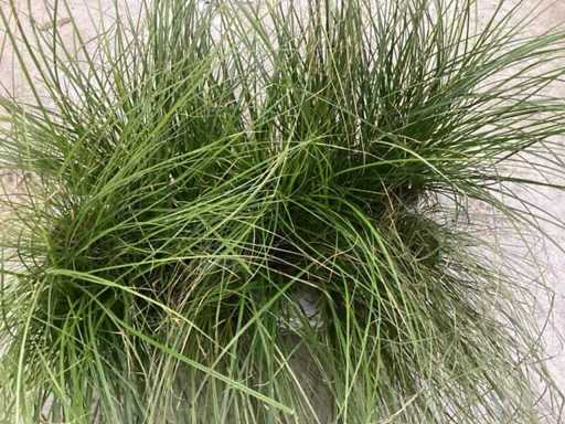 Carex (100x)