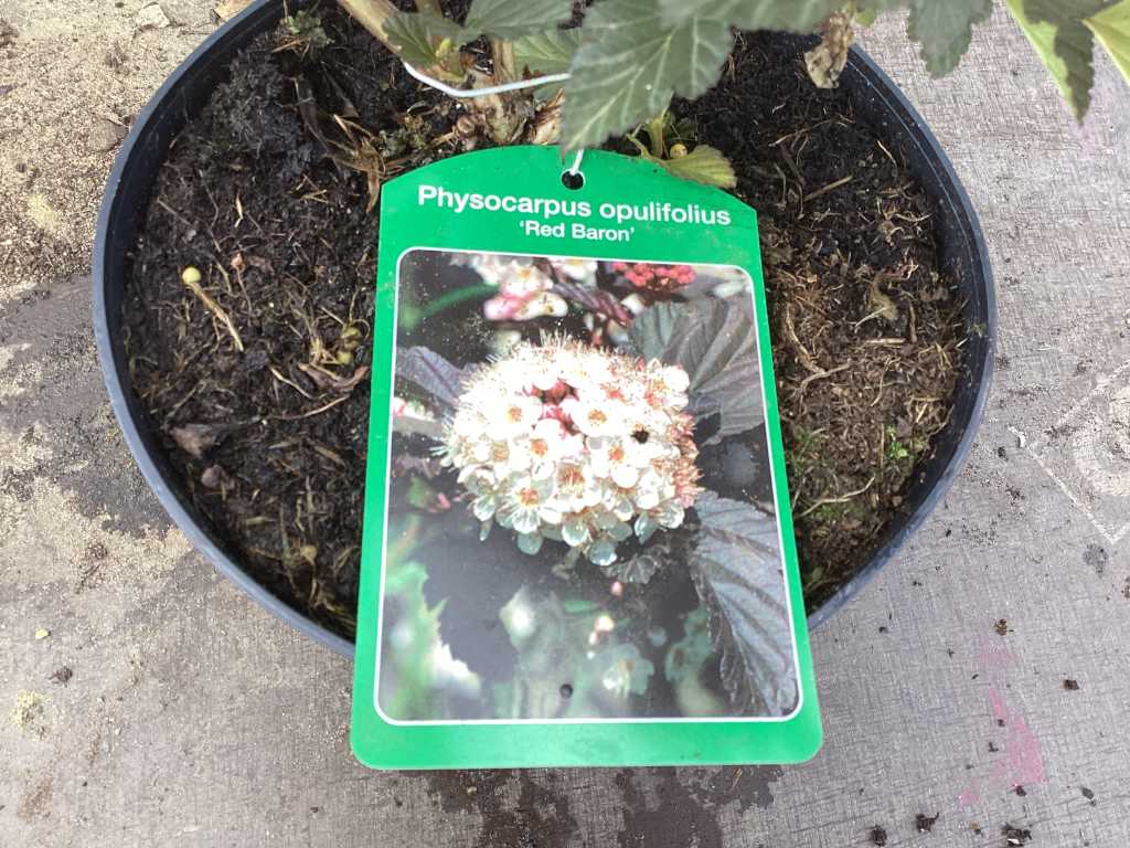 20 Physocarpus opulifolium baron czerwony
