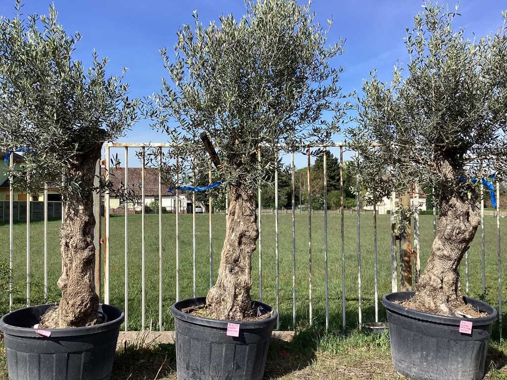 3 x Olivenbaum (Winterhart - Partie)