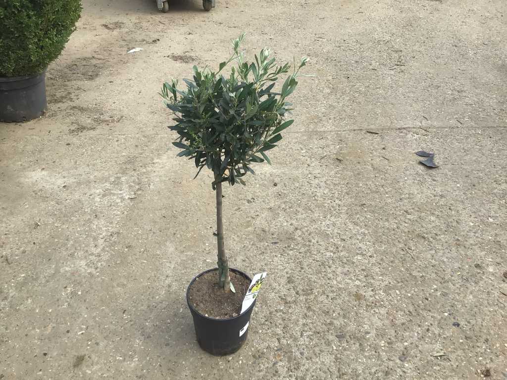 2 olijfboom