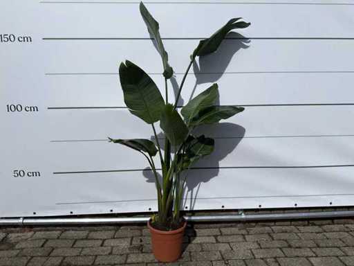 Fleur d’oiseau de paradis - Strelitzia Augusta - Jardin et plante d’intérieur - hauteur environ 170 cm
