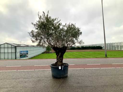 Drzewo oliwne (Olea europaea lessini)