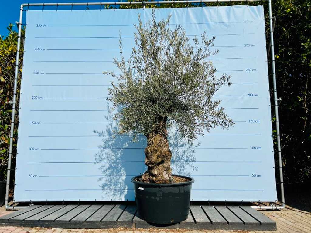 olive tree. Trunk circumference 80 - 100 cm. 