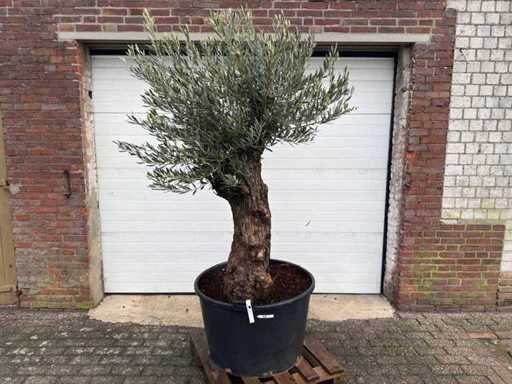 Bonsaï d’olivier - Olea Europaea - 75 ans - taille environ 220 cm