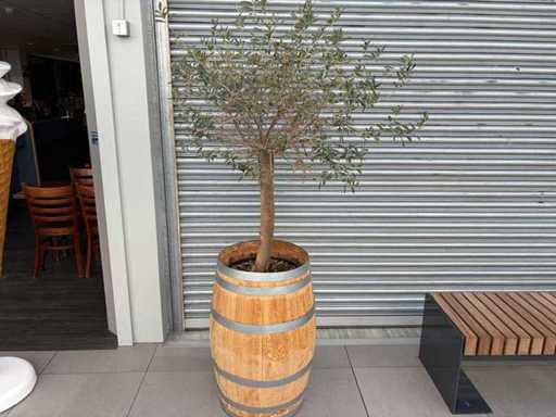 Olijfboom in Eikenhoutenvat 