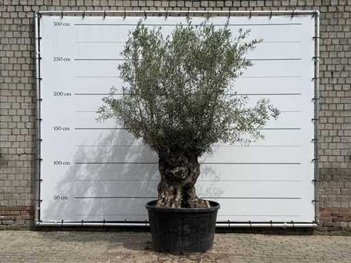 Bonsai d'ulivo - Olea Europaea - circa 80 anni - altezza circa 280 cm