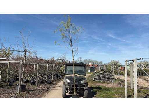 Salcie plângăcioasă (5x)