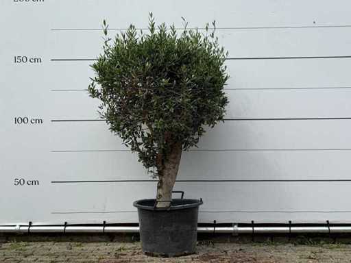 Olivenbaum kugelförmig – Olea Europaea – ca. 25 Jahre alt – Höhe ca. 160 cm