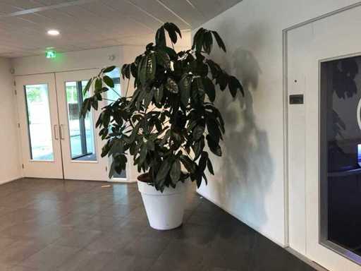 Plante d’intérieur