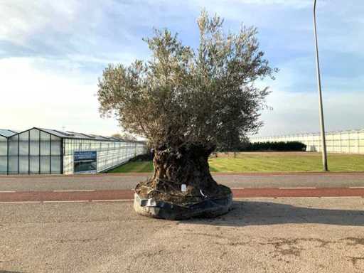 Olive tree (Olea Europaea Lessini)