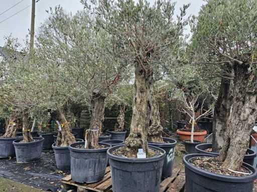 Exclusieve olijfboom 'DorJan' - 100-120 jaar oud - Solide karakterstam
