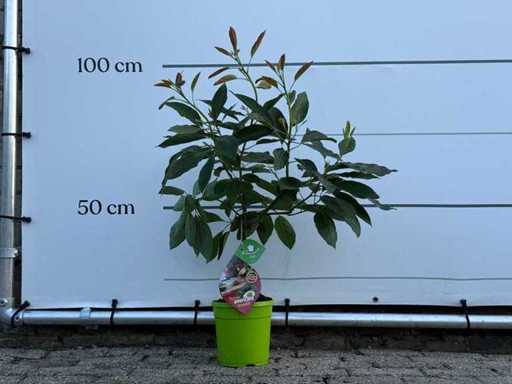Drzewo awokado - Persea Americana - wysokość ok. 70 cm