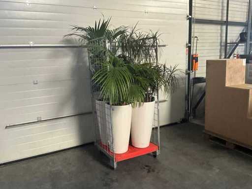 Flora Limburg Plant met pot  Ø40x76cm (4x)